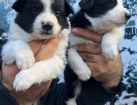 Zeka küpü border collie yavrularım - 5583