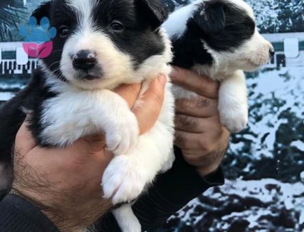 Zeka küpü border collie yavrularım