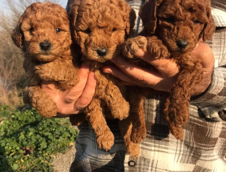 Sağlıklı ve ırk garantili toy Poodle yavrularım - 5584