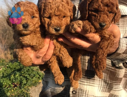 Sağlıklı ve ırk garantili toy Poodle yavrularım