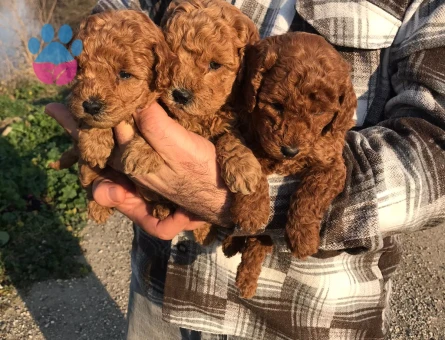 Sağlıklı ve ırk garantili toy Poodle yavrularım
