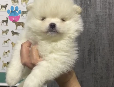 Pomerian boo yavrular
