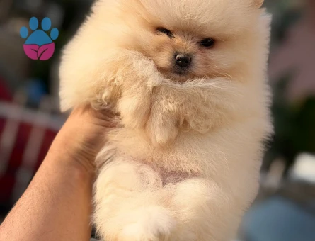 Pomerian boo yavrular