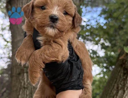 Maltipoo - 5586