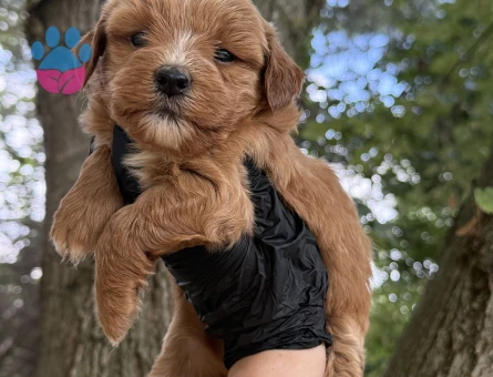 Maltipoo