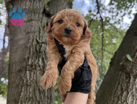 Maltipoo
