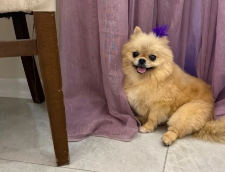 Pomeranian Boo - 5587