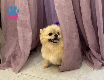 Pomeranian Boo