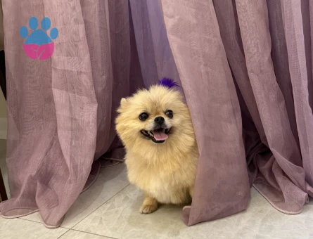 Pomeranian Boo