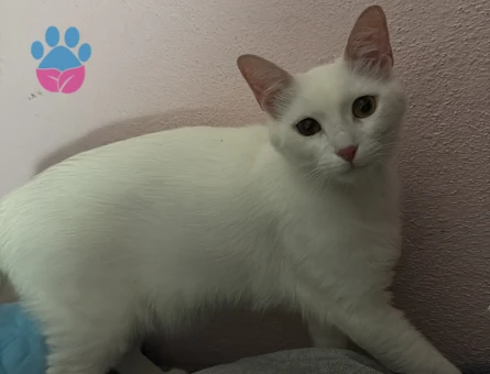 Ücretsiz kedi sahiplendirme - 5588