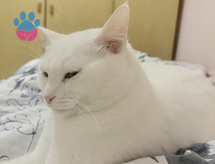 Ücretsiz kedi sahiplendirme