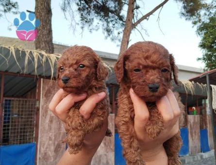 Toypoodle