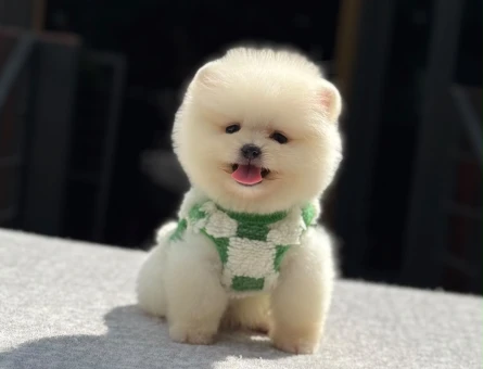 Pomeranian Boo yavru sağlık ve ırk garantili - 5590