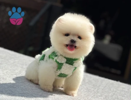Pomeranian Boo yavru sağlık ve ırk garantili