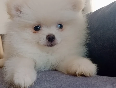 Pomeranian boo - 5594
