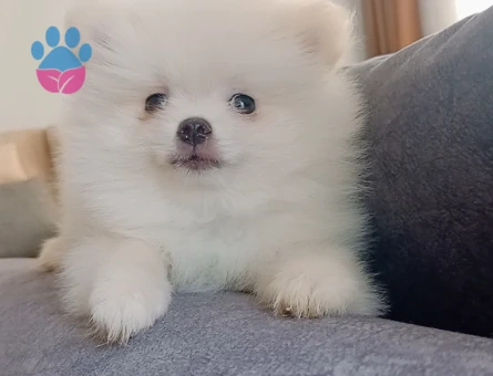 Pomeranian boo