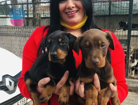 King doberman yavrularım - 5596