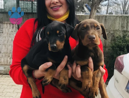 King doberman yavrularım