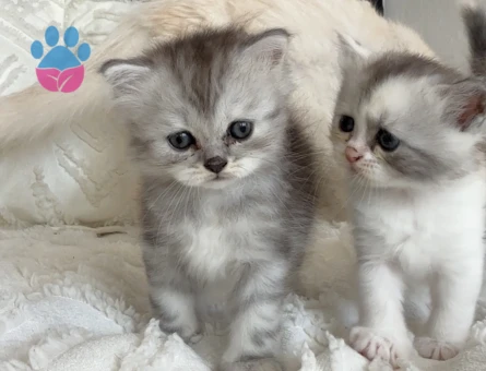 British longhair 1 Aylık dişi - 7128