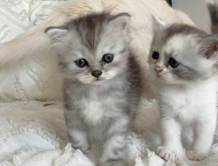 British longhair 1 Aylık dişi - 7128