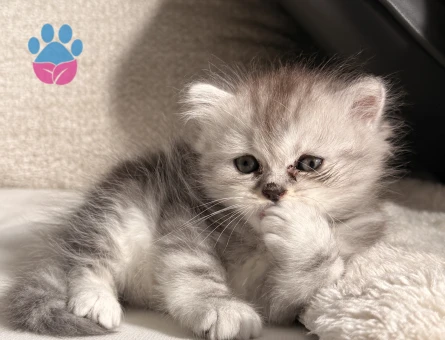 British longhair 1 Aylık dişi - 7128 - Görsel 3