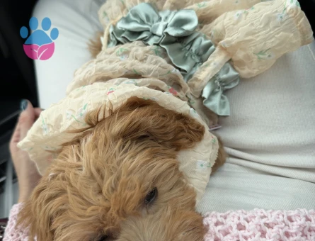 Maltipoo 6 Aylık Köpeğime Yuva Arıyorum - 7131 - Görsel 3
