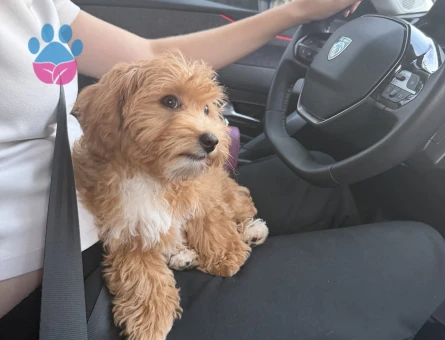 Maltipoo 6 Aylık Köpeğime Yuva Arıyorum - 7131 - Görsel 4