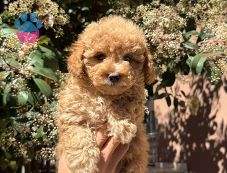 Toy Poodle  Bebeklerim 2 Aylık - 7136 - Görsel 3