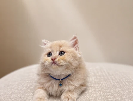 Sevimli British Longhair Cream Yavrumuz - 7138