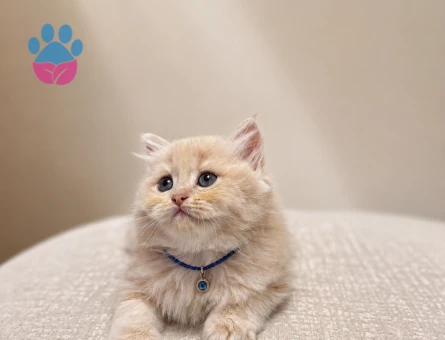 Sevimli British Longhair Cream Yavrumuz - 7138 - Görsel 3
