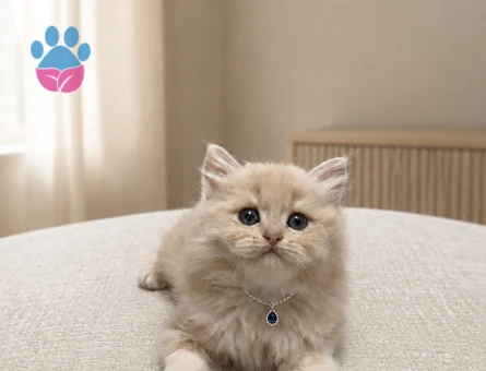 British Longhair Krem Erkek Nadir Renk Yavrumuz - 7139