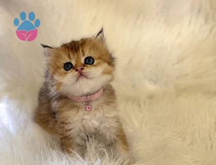 British Longhair Minik Prensesimiz 2 Aylık - 7141 - Görsel 3