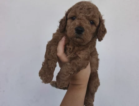 Toy poodle yavrularımız - 7143