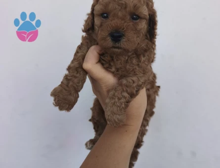 Toy poodle yavrularımız - 7143 - Görsel 3