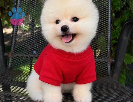 orjinal pomeranian boo yavrular - 7145 - Görsel 4