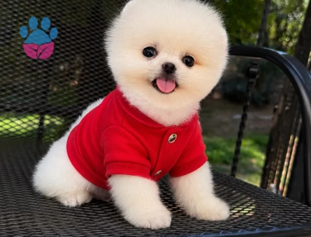 orjinal pomeranian boo yavrular - 7145