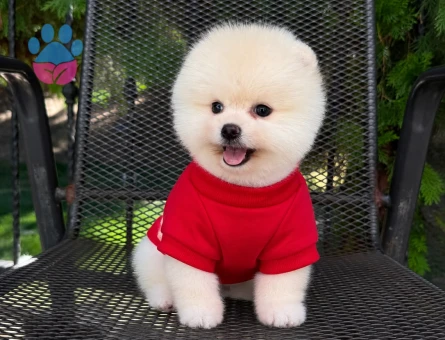 orjinal pomeranian boo yavrular - 7145 - Görsel 5