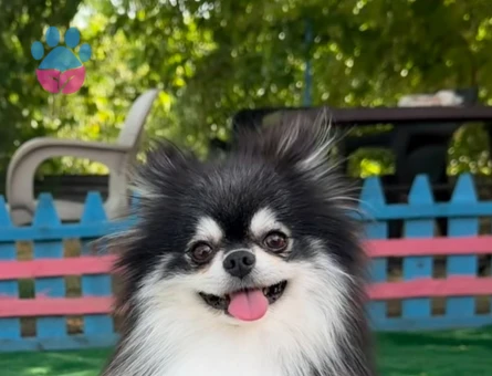 oyuncak gibi pilsiz bebekler pomeranian - 7148
