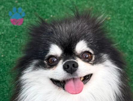 oyuncak gibi pilsiz bebekler pomeranian - 7148 - Görsel 4