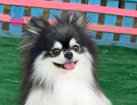 oyuncak gibi pilsiz bebekler pomeranian - 7148 - Görsel 3