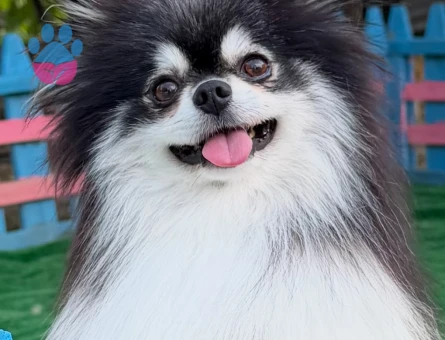 oyuncak gibi pilsiz bebekler pomeranian - 7148 - Görsel 5