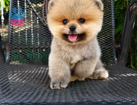 karbeyaz orjinal pomeranian - 7149 - Görsel 3