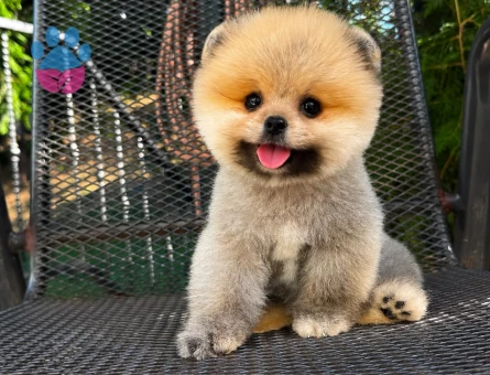 karbeyaz orjinal pomeranian - 7149 - Görsel 4