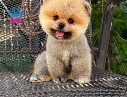 karbeyaz orjinal pomeranian - 7149 - Görsel 5