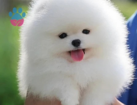 karbeyaz orjinal pomeranian - 7149