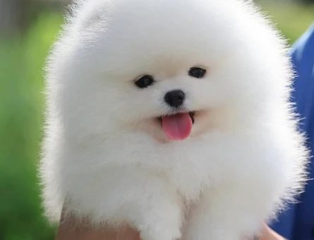 karbeyaz orjinal pomeranian - 7149