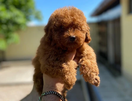 Toy poodle yavrular - 7153