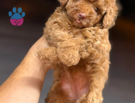 Toy poodle yavrular - 7153 - Görsel 3