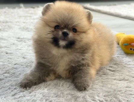 Pomerian boo yavrular - 7154