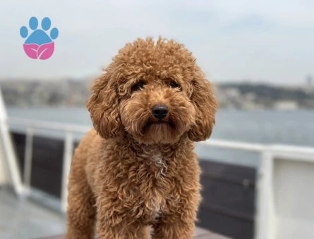 Toy poodle 1 yaşında dişi - 7157
